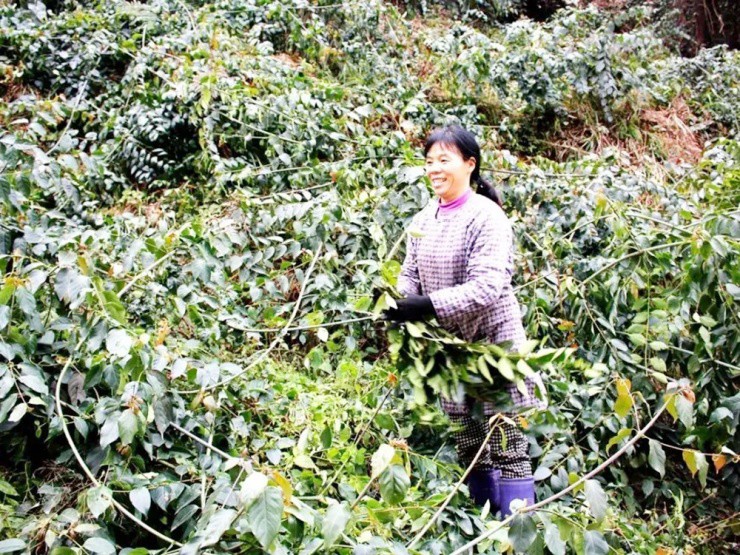 Cây mọc “virus” giá gần nửa triệu/kg, ở Việt Nam mọc hoang um tùm - 3
