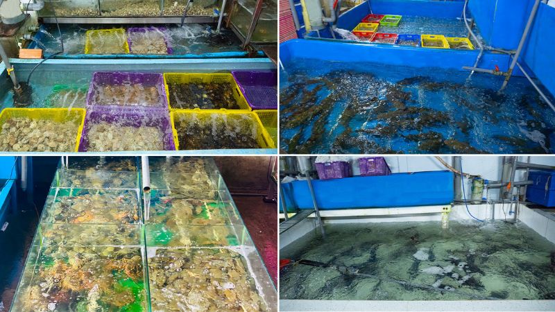 Hệ thống hồ chứa tại Hải sản Lộc