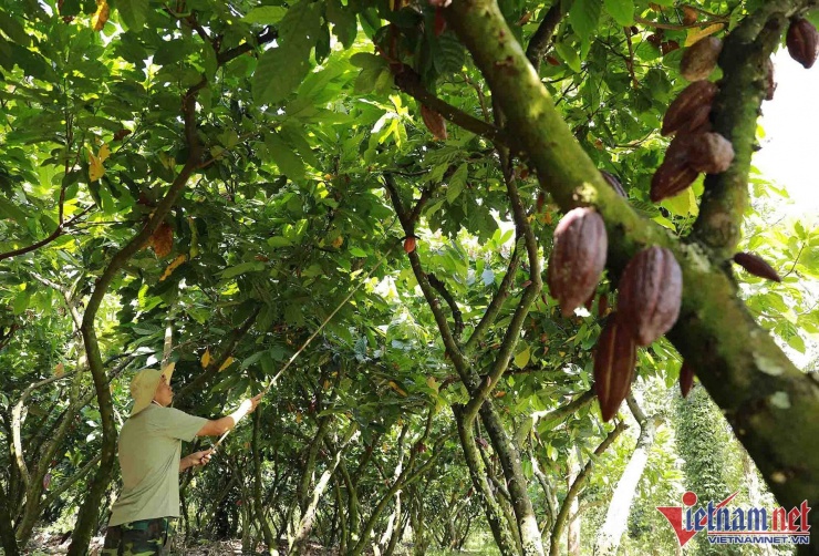 Nông dân trồng ca cao ở Đắk Lắk. Ảnh: Vũ Sinh
