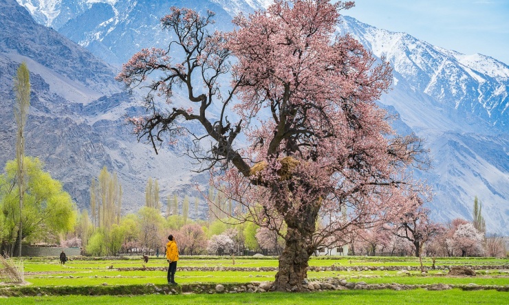 Lạc bước giữa mùa xuân Pakistan - 3