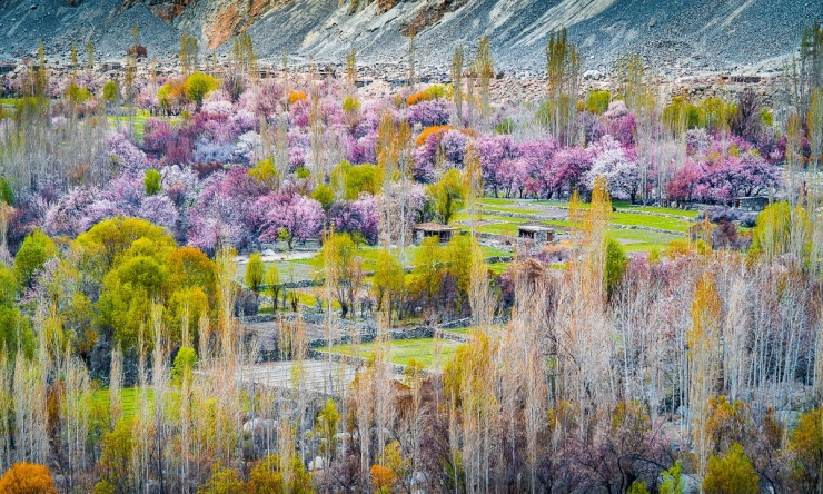 Một ngôi làng ngập sắc hoa ở Skardu.