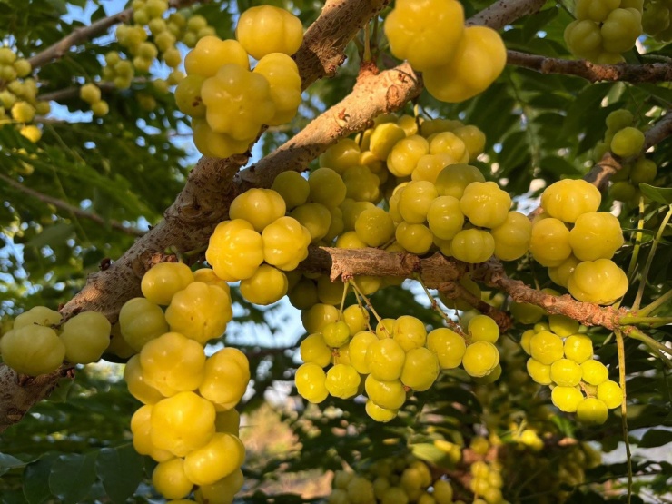 Cây chùm ruột hiện cũng được trồng ở một vài địa phương để làm cảnh hoặc lấy bóng mát. Tuy nhiên, quả được hái từ cây mọc hoang vẫn được người dân và thực khách yêu thích hơn. Ảnh: Hải Triều