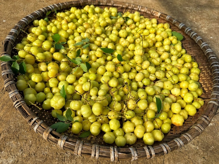 Quả chùm ruột được bán tại chỗ có giá 10.000-15.000 đồng/kg. Ảnh: Nguyễn Thị Thảo