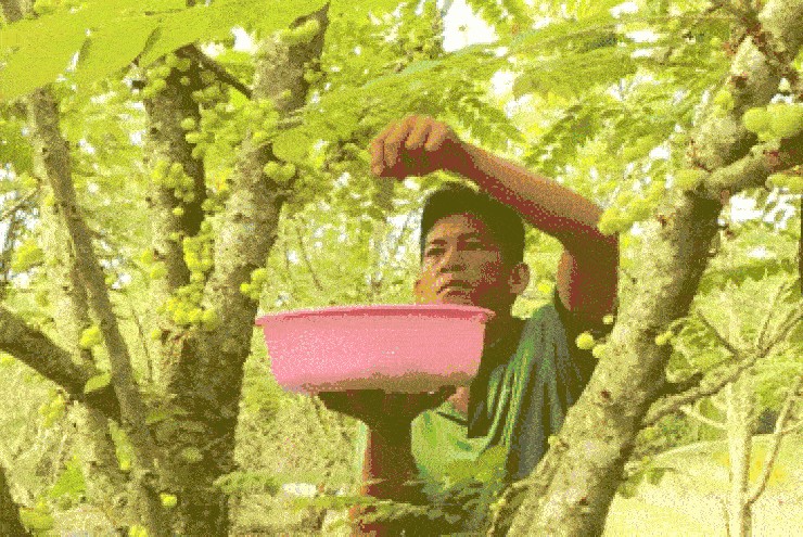 Quả đặc sản ở miền Nam mọc chi chít, xưa cho không ai lấy, giờ hái không kịp bán