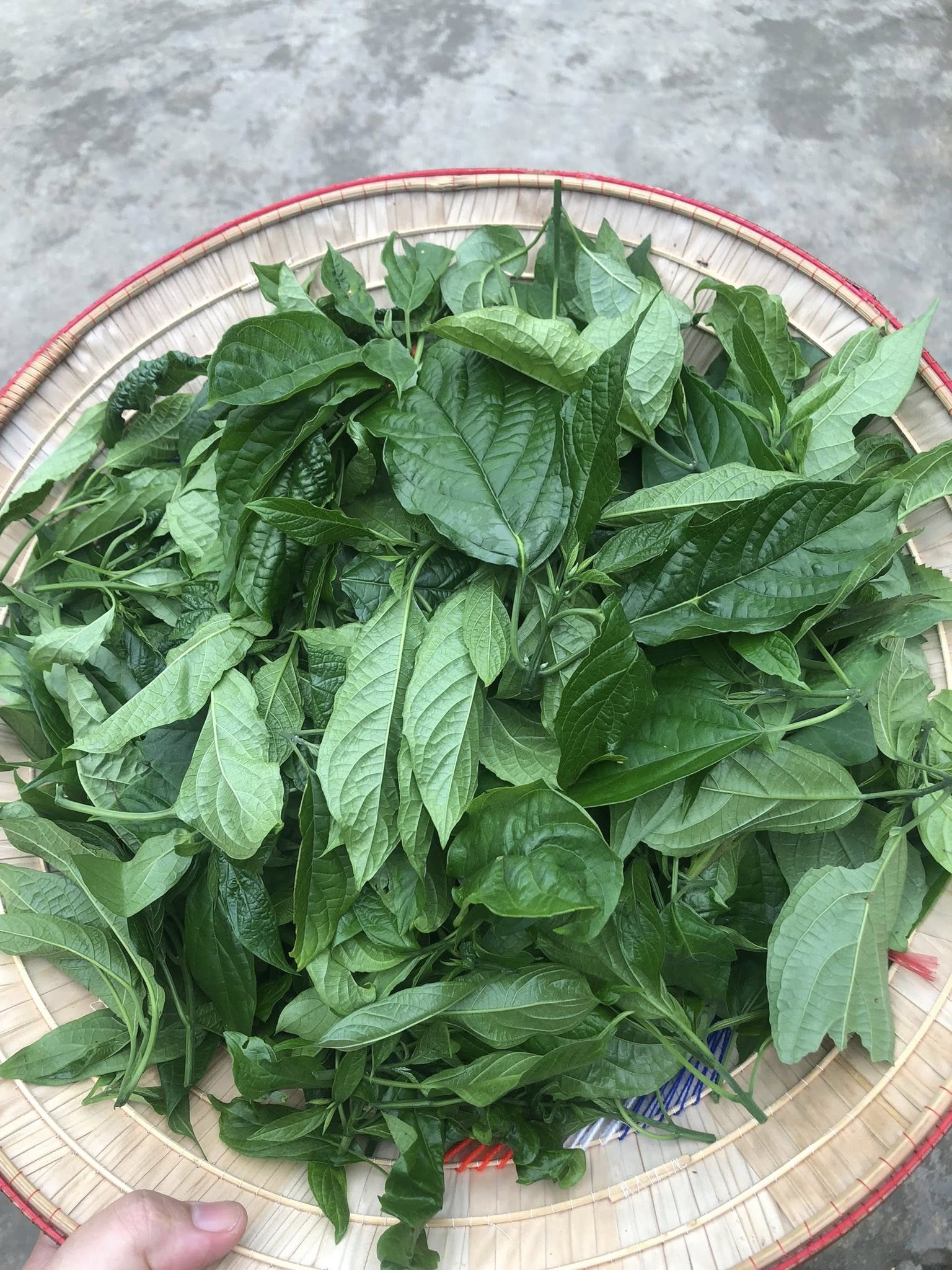 Đặc sản &#39;trời cho&#39; ít người biết ở miền Bắc, giòn ngon, vị đăng đắng - 1