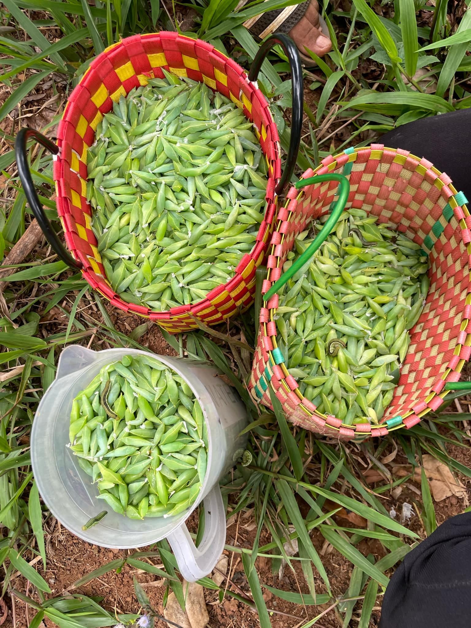 Đặc sản nức tiếng ở Tây Nguyên giá đắt đỏ, ăn béo ngậy, giòn giòn - 1