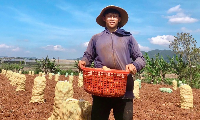 Phạm Thanh Phong thu hoạch khoai tây tại ruộng hôm 9/4 tại Lâm Đồng. Ảnh nhân vật cung cấp