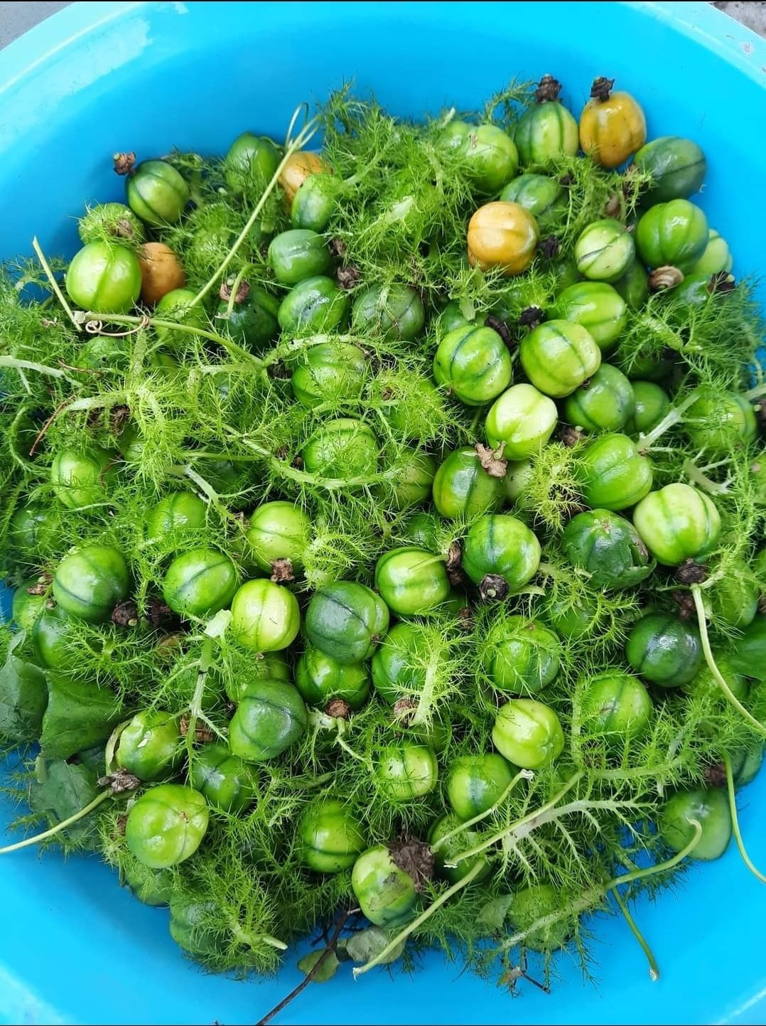 Rau đặc sản mọc tua tủa ở miền Bắc, ăn giòn ngon như ngọn bí - 4