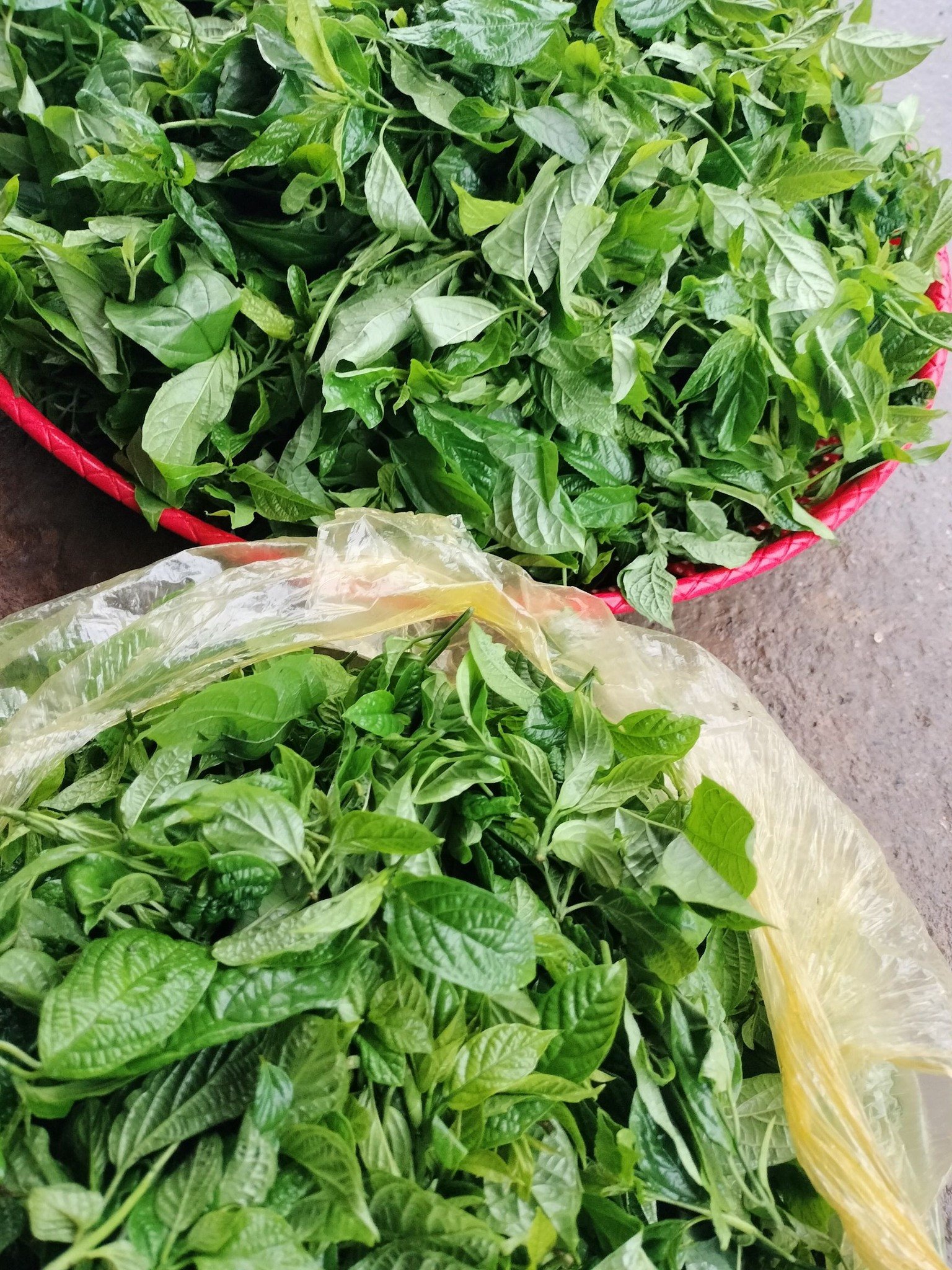 Người địa phương thường chọn lá đắng cảy bánh tẻ, còn xanh non thì khi chế biến mới ngon. Ảnh: Triệu Thị Quê