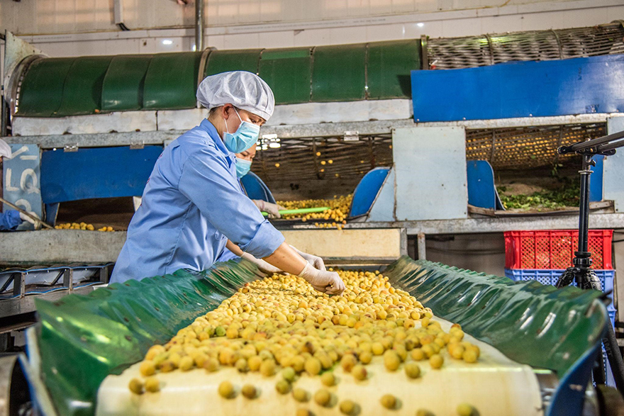 Học theo lời dạy của Bác: “Văn hoá soi đường cho quốc dân đi”, triết lý kinh doanh của Hồng Lam là luôn bám rễ vào văn hoá dân tộc, tạo ra các sản phẩm kết tinh của trái cây và các gia vị đậm đà của ẩm thực Việt.