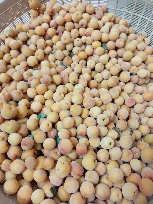 Mơ chín có hương thơm đặc trưng được nhiều người tiêu dùng lựa chọn để ngâm đường, rượu hay làm ô mai, mứt,...