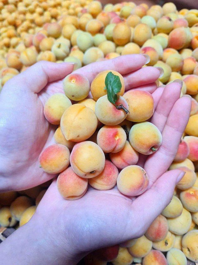 Quả mơ được trồng chủ yếu trên những vùng đồi cao tại các tỉnh phía Bắc như: Sơn La, Điện Biên, Bắc Kạn và vùng Mỹ Đức (Hà Nội)…
