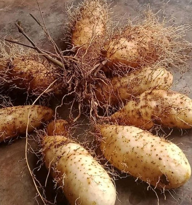 Cùng với khoai lang, khoai sọ, khoai từ từng là món ăn &#34;cứu đói&#34; của người dân ở các miền quê nay lên đời thành đặc sản.&nbsp;
