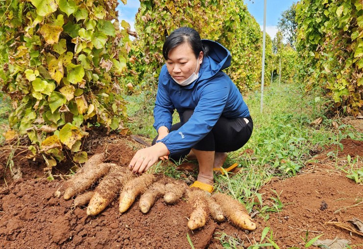 Mặc dù vẻ ngoài không mấy bắt mắt nhưng bên trong củ từ lại là phần ruột trắng ngà, bở tơi và ngọt dịu khi được nấu chín.
