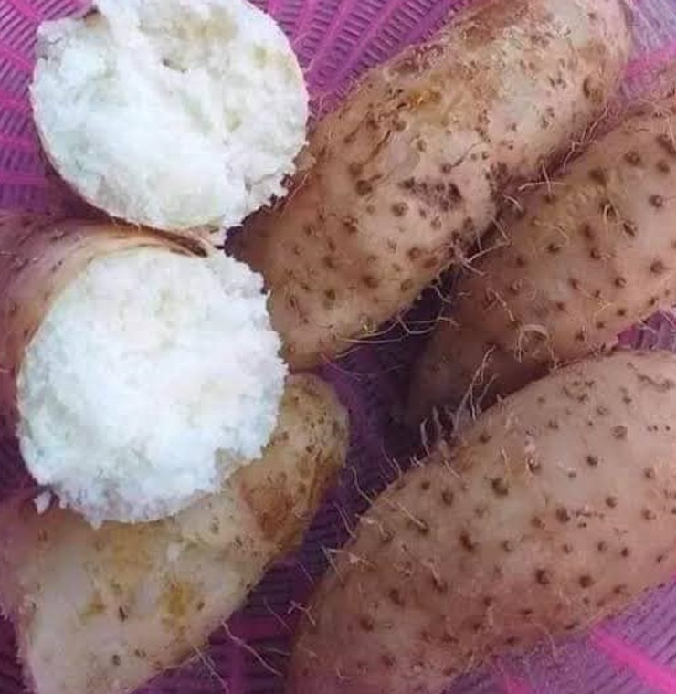 Nhờ trồng củ từ bán ra thị trường, nhiều hộ dân có thu nhập hàng chục đến hàng trăm triệu đồng mỗi vụ.
