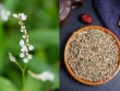 Người Việt biến lá rau dại thành "lá vàng", hái đếm tiền không xuể