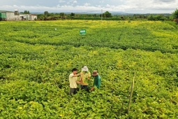 Vinasoy được vinh danh 