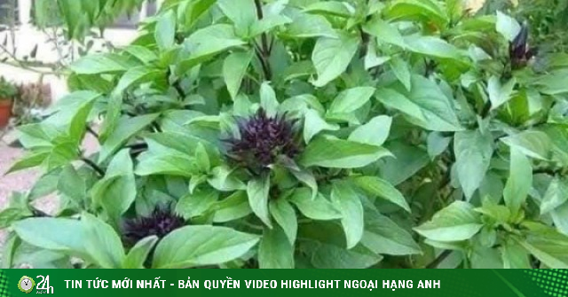 Bất ngờ với 5 lợi ích sức khỏe của việc ăn rau húng quế