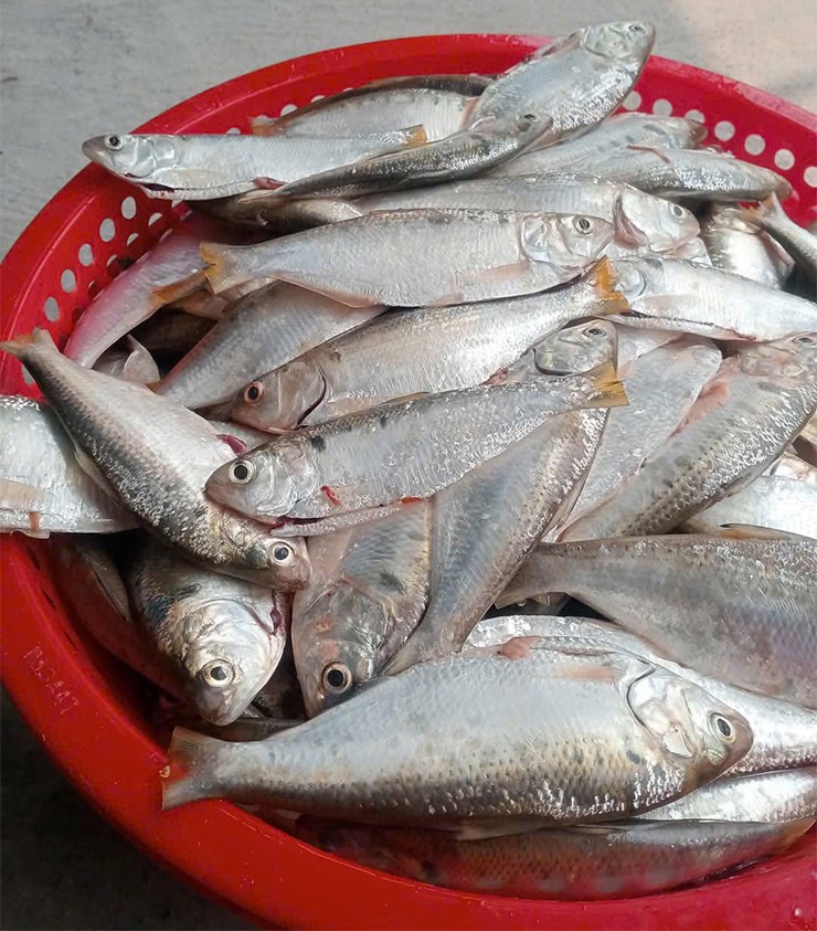 Cá mòi trông giống như cá trích, vảy li ti, thân dẹp, dài, nhiều xương nhỏ, thịt hơi dai.
