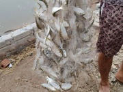 Thị trường - Tiêu dùng - Loại cá ở quê "tốt hơn cá hồi", giá chỉ vài chục nghìn/kg, xưa nhiều người chê nay thành đặc sản