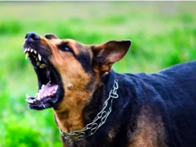 Bị chó hoang cắn, bé trai 3 tuổi tử vong do bệnh dại