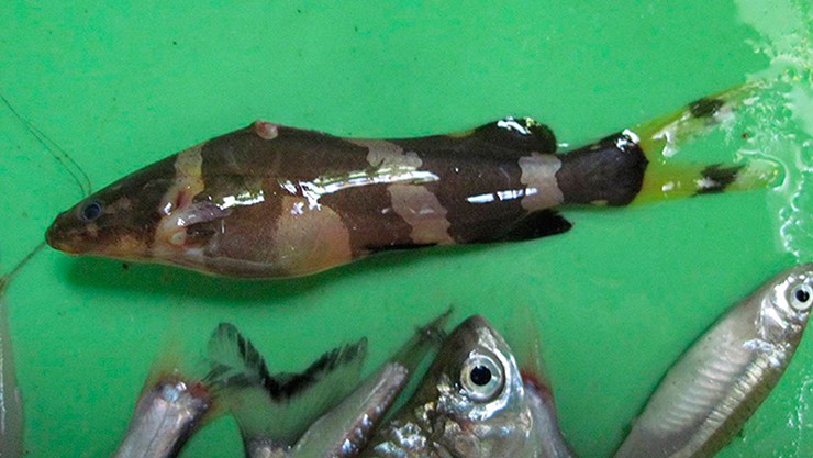Theo ông Bon, cá chốt chuột chỉ có thể nuôi trong bè trên sông hoặc nuôi ở nơi nào có nước chảy.
