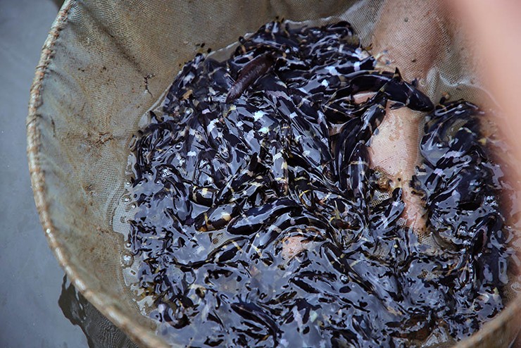 Dần dần, chúng biến mất ở môi trường tự nhiên do nhiều người khai thác.&nbsp;
