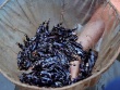 Đổi đời nhờ mang loài cá quý hiếm suýt tuyệt chủng về nuôi, bán 400.000 đồng/kg thành đặc sản