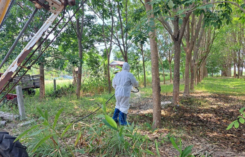 Một nhân viên của Cục Phát triển Chăn nuôi Thái Lan khử trùng một địa điểm giết mổ gia súc tại làng Khok Sawang, huyện Don Tan, tỉnh Mukdahan (Thái Lan) sau trường hợp đầu tiên tử vong do bệnh than. Ảnh: BANGKOK POST