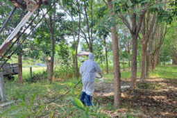 Thái Lan ghi nhận hai ca tử vong do bệnh than chỉ trong 3 ngày