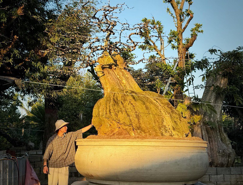 Anh Trần Văn Thọ, chủ nhân của tác phẩm này cho biết, đây là một cây bằng lăng được anh sưu tầm, mang từ Lào về Việt Nam cách đây 4 năm.
