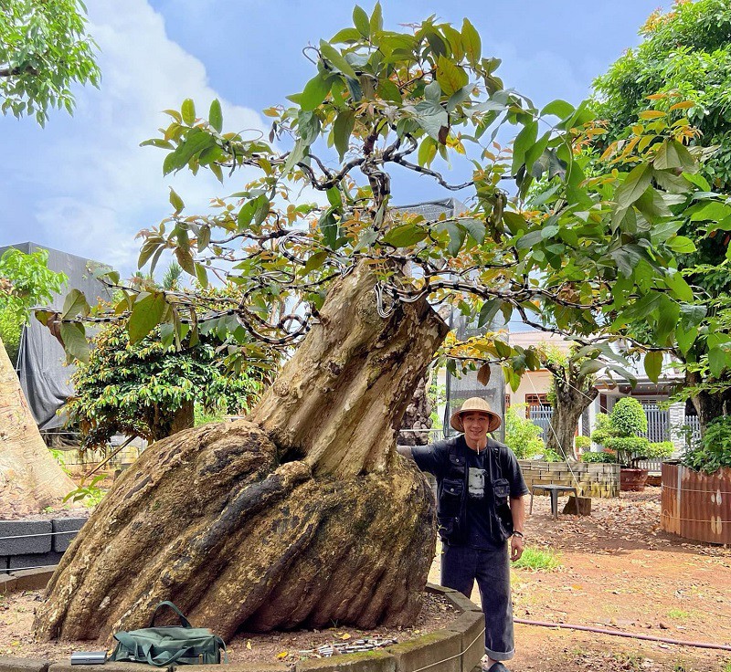 Toàn bộ thân bằng lăng nhìn xù xì như hoá thạch.