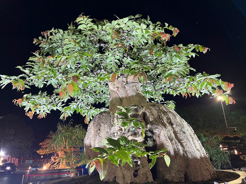 Tác phẩm không chỉ thu hút khách tham quan và những người yêu cây cảnh bởi vẻ đồ sộ của nó mà còn đặc biệt ở chiếc chậu.