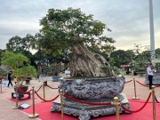 Thị trường - Tiêu dùng - Ngắm cây bằng lăng “khổng lồ” ở Đắk Lắk, chủ nhân định giá khoảng 2 tỷ đồng