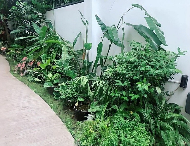 Lối dẫn vào nhà tràn ngập cây xanh