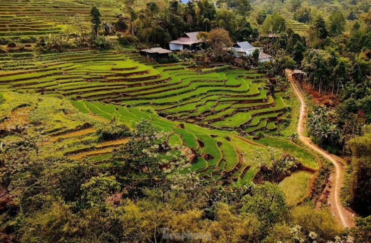 Ruộng bậc thang xanh mướt mùa lúa non &#39;đốn tim&#39; du khách - 10