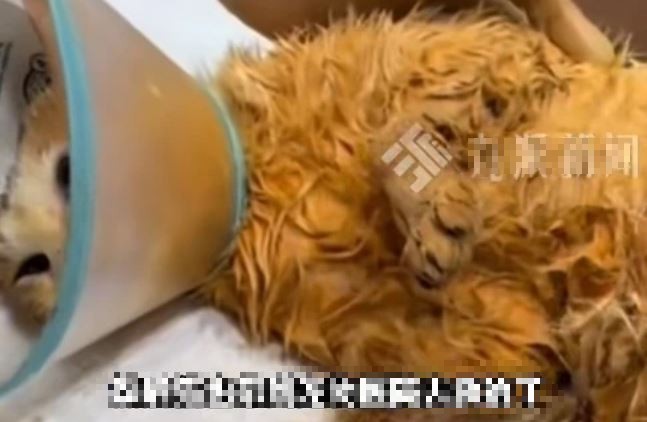 Chú mèo bị thương nặng được bệnh viện thú y tài trợ toàn bộ chi phí điều trị. Ảnh: Jimu News.