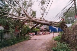 Mưa dông lốc xoáy ở Yên Bái, một người bị cây gãy đổ đè trúng