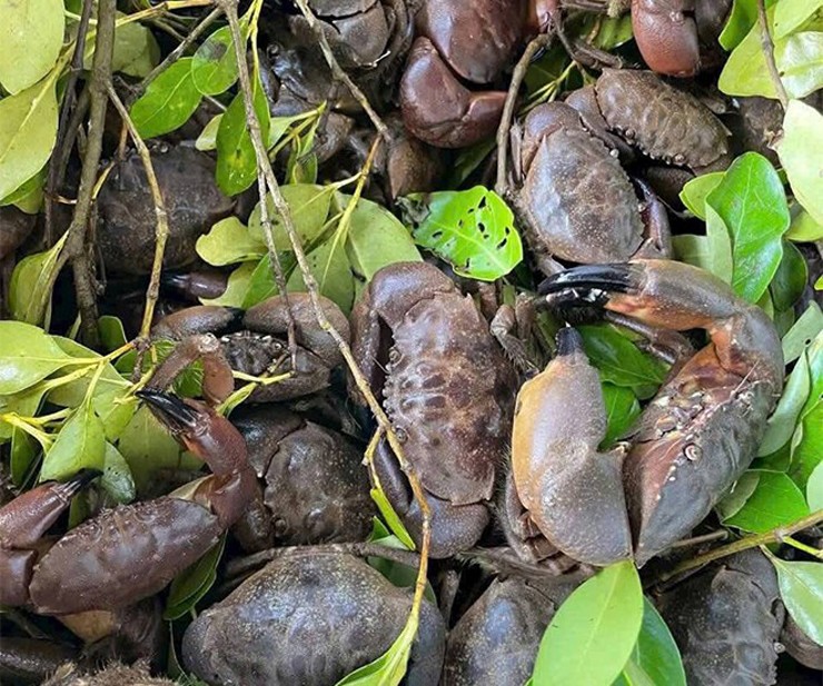 Dù dáng vẻ có phần nặng nề, nhưng những chiếc càng chắc khỏe và chân dài lại giúp chúng di chuyển rất nhanh, đặc biệt trên cát.
