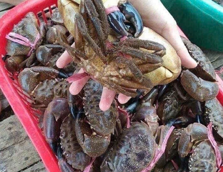 Cù kỳ đen có tập tính sinh hoạt về đêm và rất nhạy với ánh sáng. Chỉ cần một luồng sáng hoặc âm thanh lạ, chúng lập tức co mình lại và chạy nhanh về hang trú ẩn.
