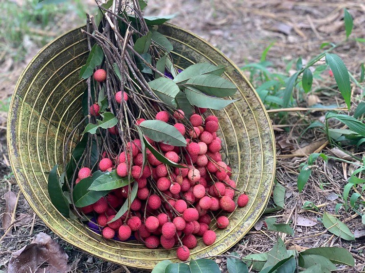 Từ loại quả mọc hoang dại, vải rừng được nhiều người săn đón, tìm mua đắt hơn hoa quả nhập khẩu. Ảnh: Phạm Như