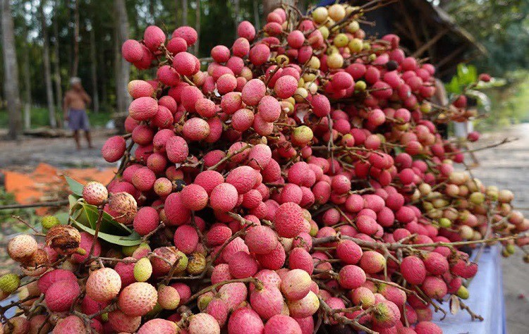 Vải rừng có quả nhỏ hơn vải bình thường và đa phần sẽ chua.