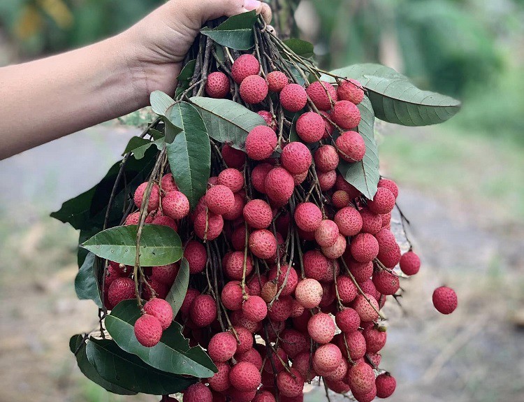 Những trái vải rừng có hậu vị ngọt được thu hoạch. Ảnh: Phạm Như