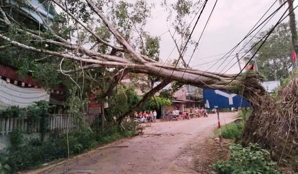 Cây cối gẫy đổ sau dông lốc. Ảnh: NDCC