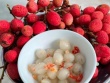 Loại quả dại trước chín đỏ rừng không ai hái, giờ thành đặc sản giá 100 nghìn đồng/kg