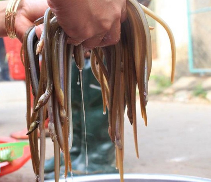 Loài này sống ở tầng đáy của những vùng ngập nước, rạch… và đầm lầy.
