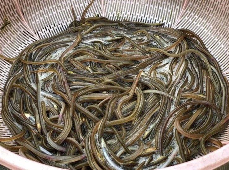 Lịch có nhiều loại, lịch cát màu da giống hệt như màu cát, lịch màu da đỏ chói như máu tươi được gọi là lịch huyết đỏ, loài này béo nhất, thịt thơm và ngon nhất.
