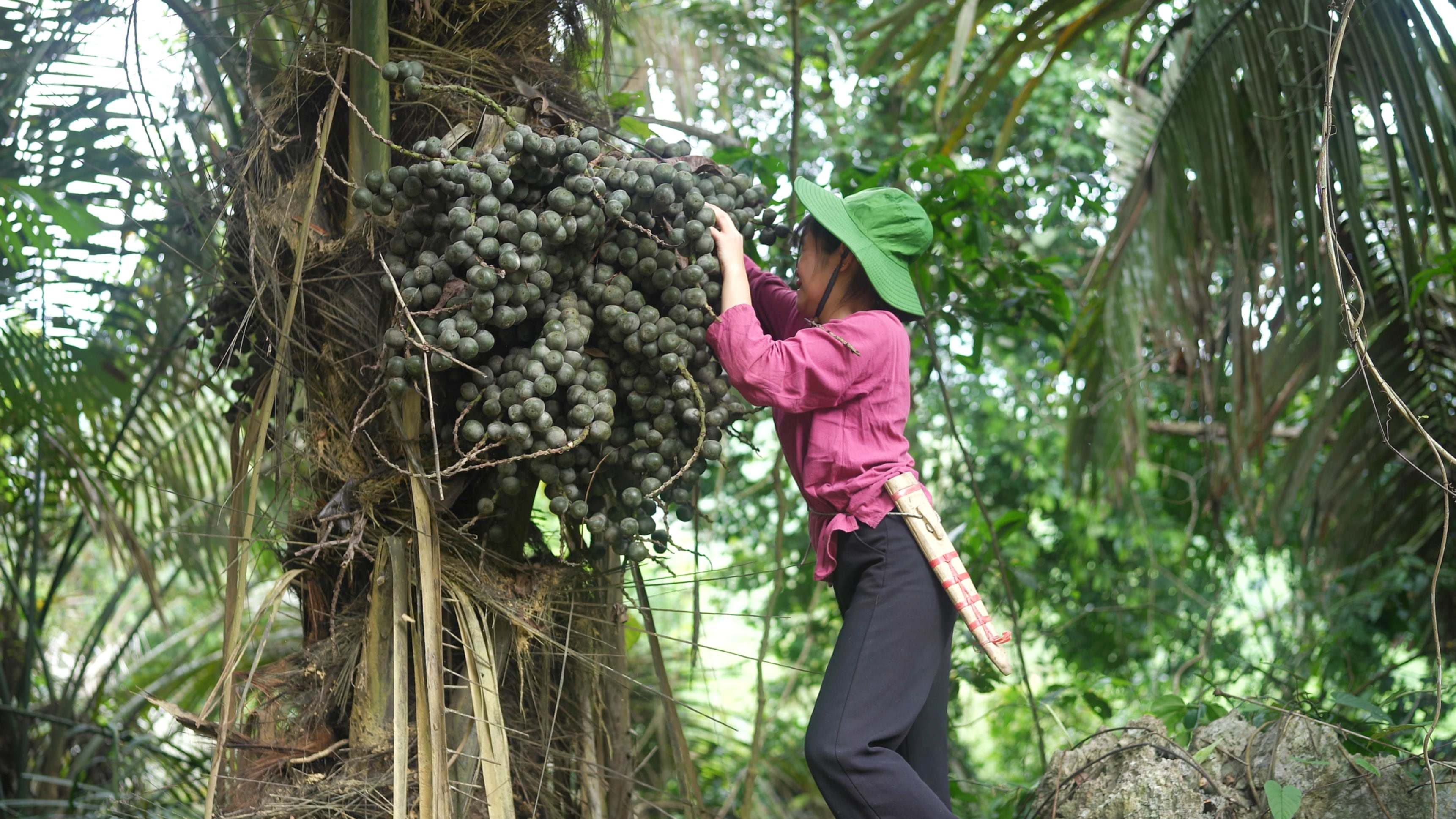 Cây đác đã gắn bó bao đời nay với người dân quê chị. Trước đây còn nghèo khó, hạt đác như một loại thực phẩm giúp ăn chống đói.