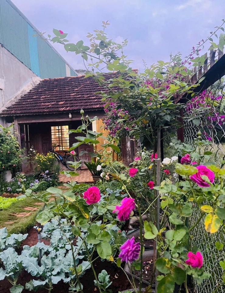 Vợ chồng bỏ việc lương cao về phố núi, biến nhà gỗ 50 năm thành chốn đẹp như mơ - 2