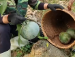 Quả 'lạ' ở miền Bắc nhìn giống bưởi, dân hái về dùng thay mỡ lợn, dầu ăn